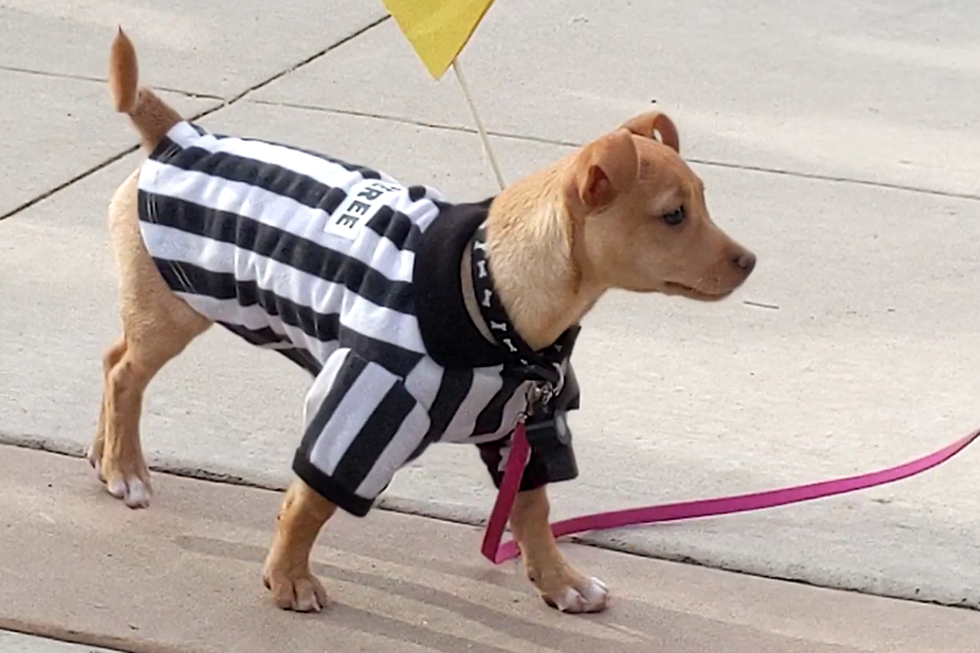 Image of pet costume contest winner - a small dog wearing a referee shirt that says rufferee with a small yellow flag.